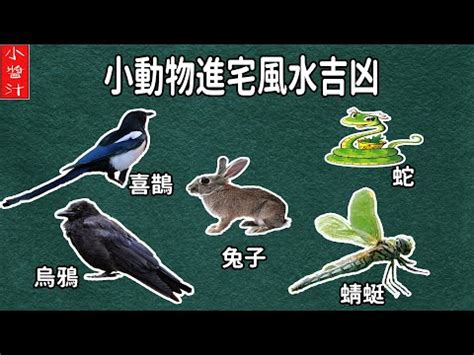 蜻蜓入 屋 風水|【蜻蜓入 屋 風水】蜻蜓入屋 風水：飛進家門的9大好寓意，福運。